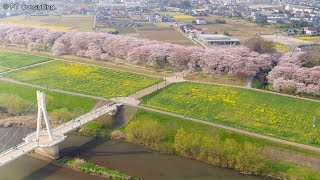 空撮　DJI Zenmuse X7　埼玉県「幸手権現堂桜堤」 桜　菜の花　Aerial Shoot of  Satte Gongendo Park Cherry Blossoms, Japan