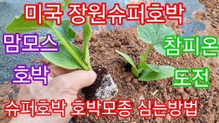 #슈퍼호박 신기록도전./자이언트 슈퍼호박 심는방법/#맷돌호박 #국수호박 #땅콩호박 #만차랑단호박 #참샘골호박농원