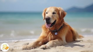 Dog Music - Relaxing Sounds for Dogs with Anxiety! Helped 4 Million Dogs Worldwide!