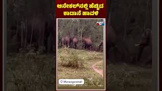 ಆನೇಕಲ್‌ನಲ್ಲಿ ಮುಂದುವರಿದ ಕಾಡಾನೆ ಹಾವಳಿ..! | Wild Elephants Menace In Anekal