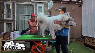 全くブラッシングに集中できず逃げる気配しかしないベルです　Great Pyrenees　グレートピレニーズ