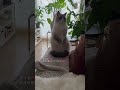 カイ君2歳🐈お外の音にビックリして💕立ち上がって震えていました🙀✨ ねこのいる生活 cat 猫好きさんと繋がりたい サイベリアンフォレストキャット shorts