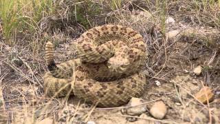 Prairie Rattlesnake