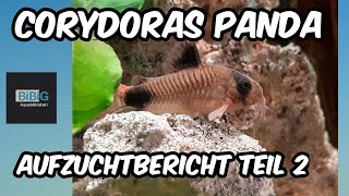 Mein Aufzuchtbericht der Corydoras Panda Teil 2 damit die Vermehrung gelingt | Zucht | BiBiG