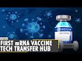 WHO supports South African consortium to establish first mRNA vaccine tech transfer hub | COVID-19