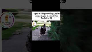 සබ්ස්ක්‍රයිබ් කරපල්ලා Best Meme collection #bukiyeathalpostsinhala #memes #bukiyerasakatha #jokes