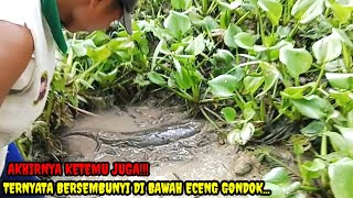 MENGEJUTKAN!!! SUDAH 7 TAHUN GA DI KURAS, TERNYATA SEBESAR INI IKAN GABUSNYA.