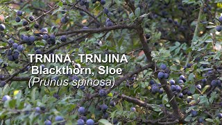 Trnina, Trnjina | Blackthorn, Sloe (Prunus spinosa) - (4K)