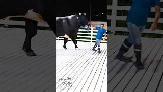 Giant Holstein Friesian bull from Brownie's Ranch