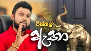 නිවසට වාසනාව කැන්දන පිත්තල ඇතෙක්..| Danushka Gamanayaka