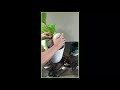 Part 6 Coconut Bonsai Short | G's Garden & More #short #Bonsai