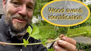 How to find and identify Wood Avens, AKA, herb Bennet, AKA Clove Root, Geum urbanum