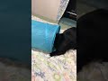 ねずみのおもちゃ🐭どこかな？【猫動画】tuxedo catざきお