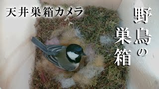 巣作り12日目 シジュウカラの巣箱  天井巣箱カメラ 野鳥 2023/04/18 Bird Nest Box Live Camera Japanesetit Greattit