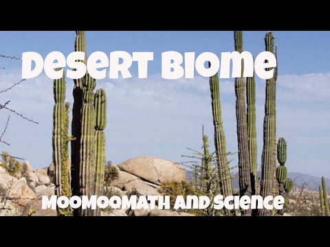 What are features of a desert biome?