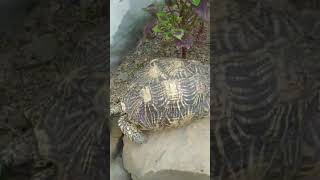 #Tortoise ke darshan mtlb# shubh sanket#