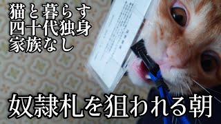 【四十代独身事務奴隷】猫が絶望の出勤を引き止める【という妄想】