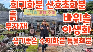 우물정진주바위솔 희귀화분 산호초화분 동물화분 화산석화분 야생화 심기좋은 수제화분