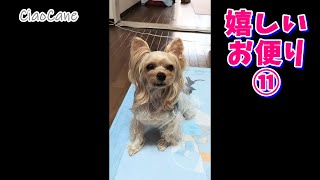 嬉しいお便り⑪【ヨークシャーテリア専門犬舎チャオカーネ】