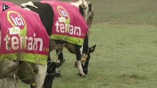 Dans le Morbihan, les vaches font de la publicité