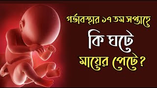 গর্ভাবস্থার ১৭ তম সপ্তাহ ।17 Weeks Pregnant ।Pregnancy Week by Week Bangla ।17 Weeks Pregnant Bangla