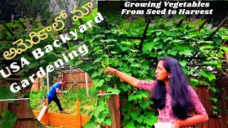 Growing Vegetables From Seed to Harvest |  Our Backyard Tour  | telugu vlogs #usateluguvlogs