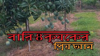 বারি-৪ কৃষকের প্রিয় আম।