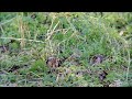 dusky warbler alkmaar