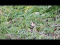 dusky warbler alkmaar