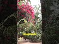 Unveiling Marrakech's Hidden Oasis: Jardin Majorelle