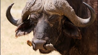 Red-billed Oxpeckers on African Buffalo