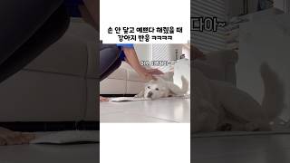 예쁘다 하고 안 만져줬을 때 강아지 반응 ㅋㅋㅋ (진돗개)