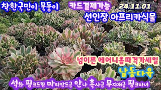 남동다육(1)에어니옴 선인장 넘착하네요/흑사금 안나 석화.레드노블.봉레궁.오베샤.귀갑난봉옥등