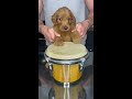 puppy drums shorts