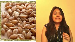 Seed quality and Certification in English ! جودة البذور والشهادة ! certification des semences