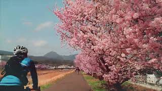 【一夜にして満開 一の堰ハラネ、春木径・幸せ道 春めき桜 (4K)】 神奈川県 南足柄市 March 16, 2022 Cherry blossoms