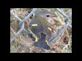 american redstart full documentary id food how to id habitat nesting behavior