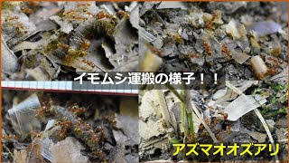 イモムシ運搬中のアズマオオズアリに鰹節を与えてみた　Pheidole fervida