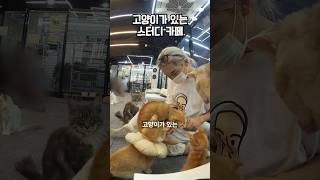 고양이가 있는 스터디 카페?!