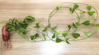 Como propagar Batata doce na água | Growing sweet potatoes in water