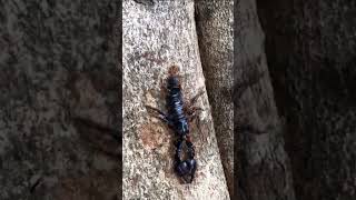 Ant vs Scorpion ||Nature Life|| #wildlife #antvscropion #ant #scropion #nature