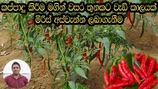 How to grow chili මිරිස් වගාව miris wagawa Harvesting of chillies for more than three years