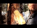 Идеальная растопка для костра Смолистая древесина bushcraft fire starting fatwood