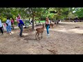 秋の紅葉シーズンの奈良公園を歩く 【外国人観光客と鹿で賑わう広場】nara deer park