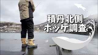 【群来直後】積丹北側ホッケ釣り場調査