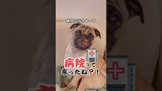 病院に行くって教えたら面白すぎたwwww#pug #dog #shorts #パグ#犬のいる暮らし #ぱぐち