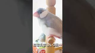 文鳥が荒ぶる瞬間 /Java Sparrow #shorts