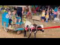 KEREN !! NAIK KERETA KAMBING LUCU !! ANAK KAMBING SAYA - Elsha Family