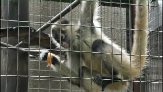 20210709 上野動物園　ジェフロイクモザル　大きくなったツバサちゃん