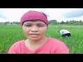 buhayfarmer paghulip vicdecano paano ang pag huhulip ng palay